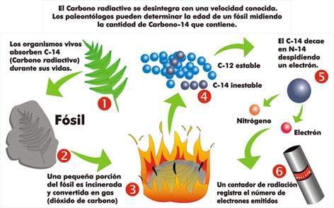 El carbono 14 calcula la edad de un fósil