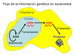 ácidos nucleico